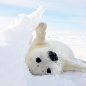 Meet your Posher, Jas